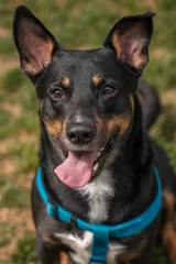 Portrait of a dog © Lance