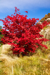 red maple tree in autumn