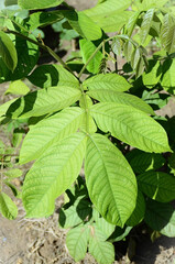 The beautiful foliage of the Ingá-Cipó (Inga edulis) in the field