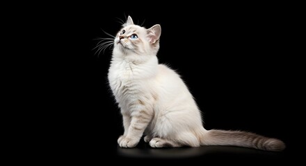 Obraz premium Sitting Cat Looking Up Against Black Background