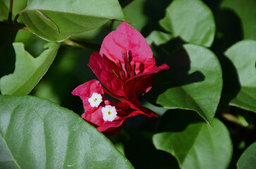 Pink spring flower (Bougainvillea) among its leaves in the garden