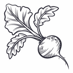 hand drawn vector illustration of radish