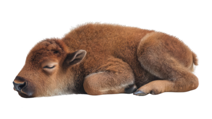 Adorable Baby Bison Calf Sleeping Isolated on White Background