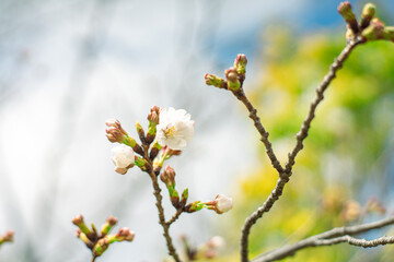 ソメイヨシノの蕾