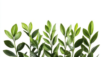 Fototapeta premium Fresh green leaves against white