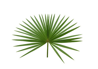 Fototapeta premium A visually striking isolated palm frond displaying radial symmetry on white backdrop