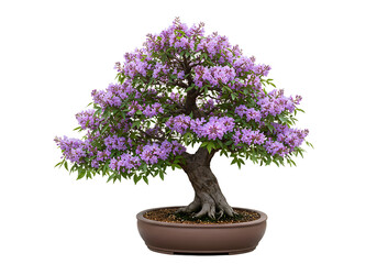 Artistic miniature flowering bonsai tree isolated against a plain white backdrop