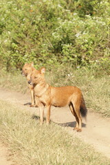 An amzing Wild dog in Kabini National Park, India 