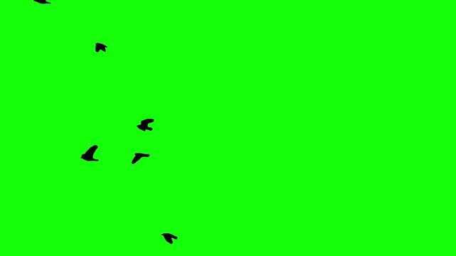 Black silhouette flock of birds flying on green background. Chroma key green screen for composite and presentation.
