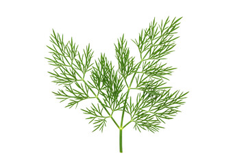 Delicate sprig of dill on a pristine background creating a culinary elegance