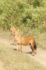 An amzing Wild dog in Kabini National Park, India 