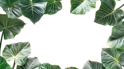 Tropical leaves frame on white background