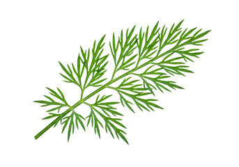 Detailed close-up showcasing the intricate leaf structure of a vibrant dill plant