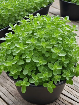 Marjoram is cultivated for its aromatic leaves, either green or dry. Marjoram, Origanum majorana, cold sensitive perennial herb or undershrub with sweet pine and citrus flavors.