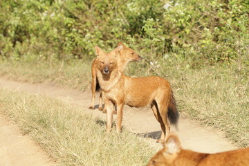 An amzing Wild dog in Kabini National Park, India 
