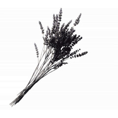 Dried Lavender Bouquet on Navy Striped Transparent background