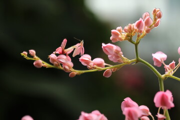 Pink Orchid mantis (Hymenopus coronatus) It is known by various common names, including walking flower mantis, orchid-blossom mantid and orchid mantis.
