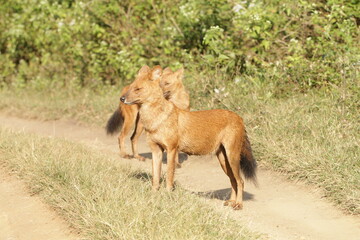 An amzing Wild dog in Kabini National Park, India 