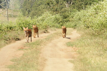 An amzing Wild dog in Kabini National Park, India 