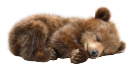 Sleeping Baby Bear Isolated on White Background