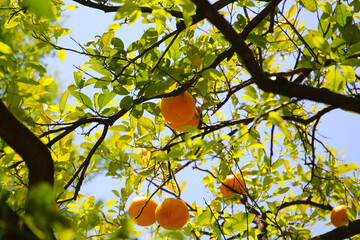 Orange fruit hanging on tree