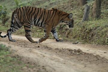 An amzing Tiger in Kabini National Park, India 