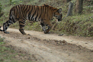An amzing Tiger in Kabini National Park, India 