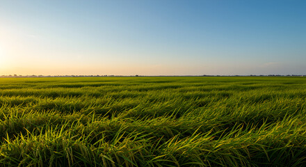 Obraz premium Agricultural Landscape Of Vibrant Green Rice Field Under Serene Blue Sky