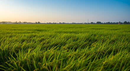 Obraz premium Lush Green Paddy Field At Golden Hour Under Bright Blue Sky