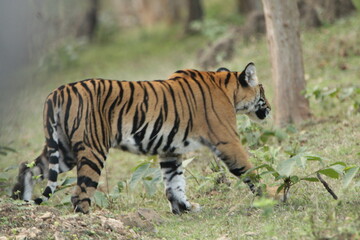 A young Tiger in Kabini National Park, India 