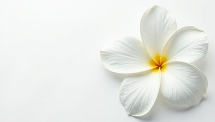 Naklejka premium Close-up shot of pristine white petals on a stark white background , airy, summer