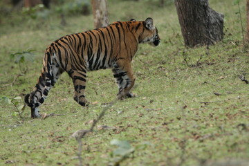 A young Tiger in Kabini National Park, India 