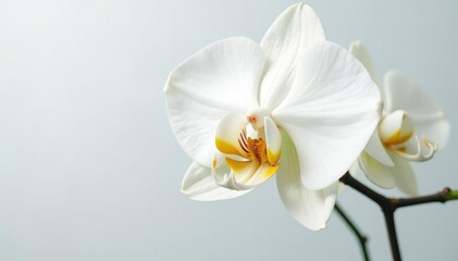 Fototapeta premium Delicate white orchid blossom, pristine petals against pure backdrop, beauty, stock photo, white background