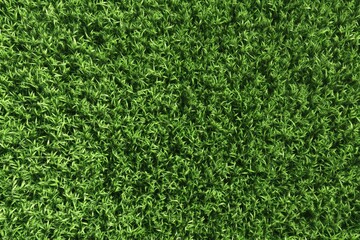 Full of Fresh Green Grass Blades Texture Background Top Angle EyeLevel View