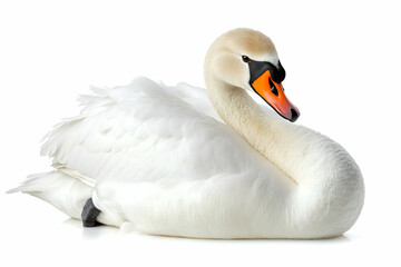 Obraz premium Majestic white swan elegantly posed against a pristine white background; perfect for elegant designs or nature-themed projects.