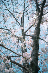 ソメイヨシノと空