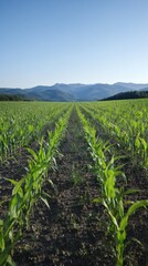 Naklejka premium Rows of Young Corn Plants in a Field with Hills and Clear Blue Sky View
