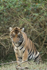 A young Tiger in Kabini National Park, India 
