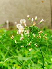 Dandelion Flower Plant with Buds Growing in a Grassy Field
