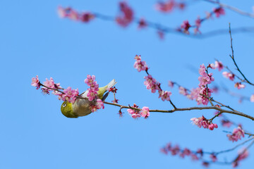 メジロと梅