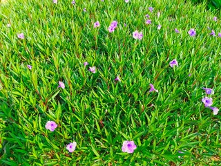 Blooming Purple Flowers in Green Foliage, Ground Cover in Garden