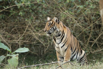 A young Tiger in Kabini National Park, India 