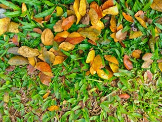 Fallen Leaves on Green Grass Ground Covering in Autumn
