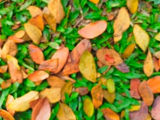 Fallen Leaves on Green Grass Ground Covering Autumn Season