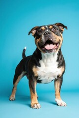 Obraz premium there is a dog that is standing up with its tongue out