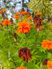Orange Flowers Blooming in a Garden with Green Leaves and Faded Blossoms