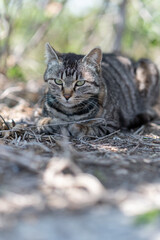 Naklejka premium 道端でくつろぐ可愛い野良猫 