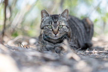 道端でくつろぐ可愛い野良猫	