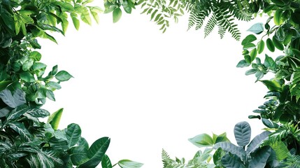 Fototapeta premium Fresh green leaves frame (3)