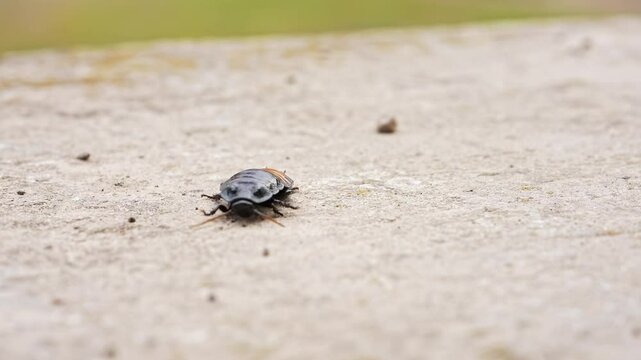 Big black madagascar cockroach crawling and running in natural habitat, insect wildlife documental footage, close up shot of cockroach running on the path outdoors.